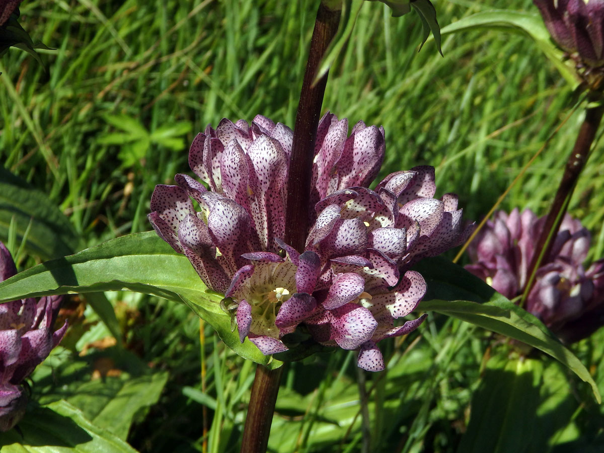 Hořec panonský (Gentiana pannonica Scop.)