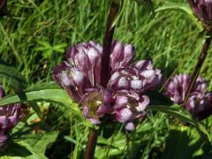 Hořec panonský (Gentiana pannonica Scop.)