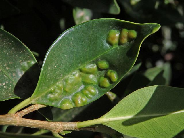 Hálky blanokřídlé Josephiella microcarpae na fíkovníku maloplodém (Ficus microcarpa L. f.)