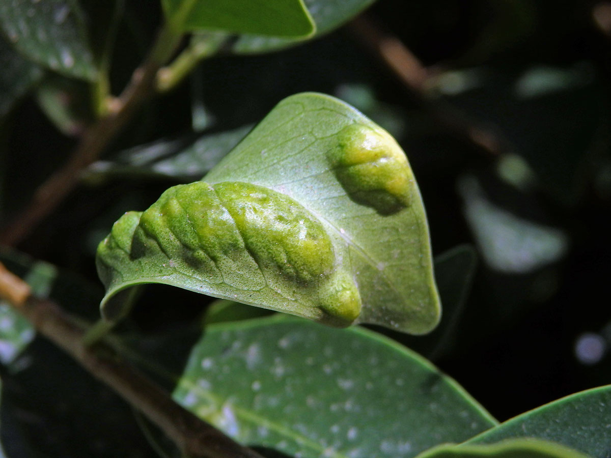 Hálky blanokřídlé Josephiella microcarpae na fíkovníku maloplodém (Ficus microcarpa L. f.)