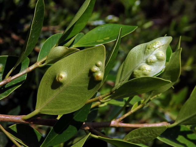 Hálky blanokřídlé Josephiella microcarpae na fíkovníku maloplodém (Ficus microcarpa L. f.)