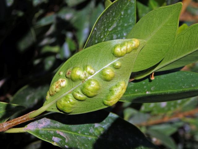 Hálky blanokřídlé Josephiella microcarpae na fíkovníku maloplodém (Ficus microcarpa L. f.)