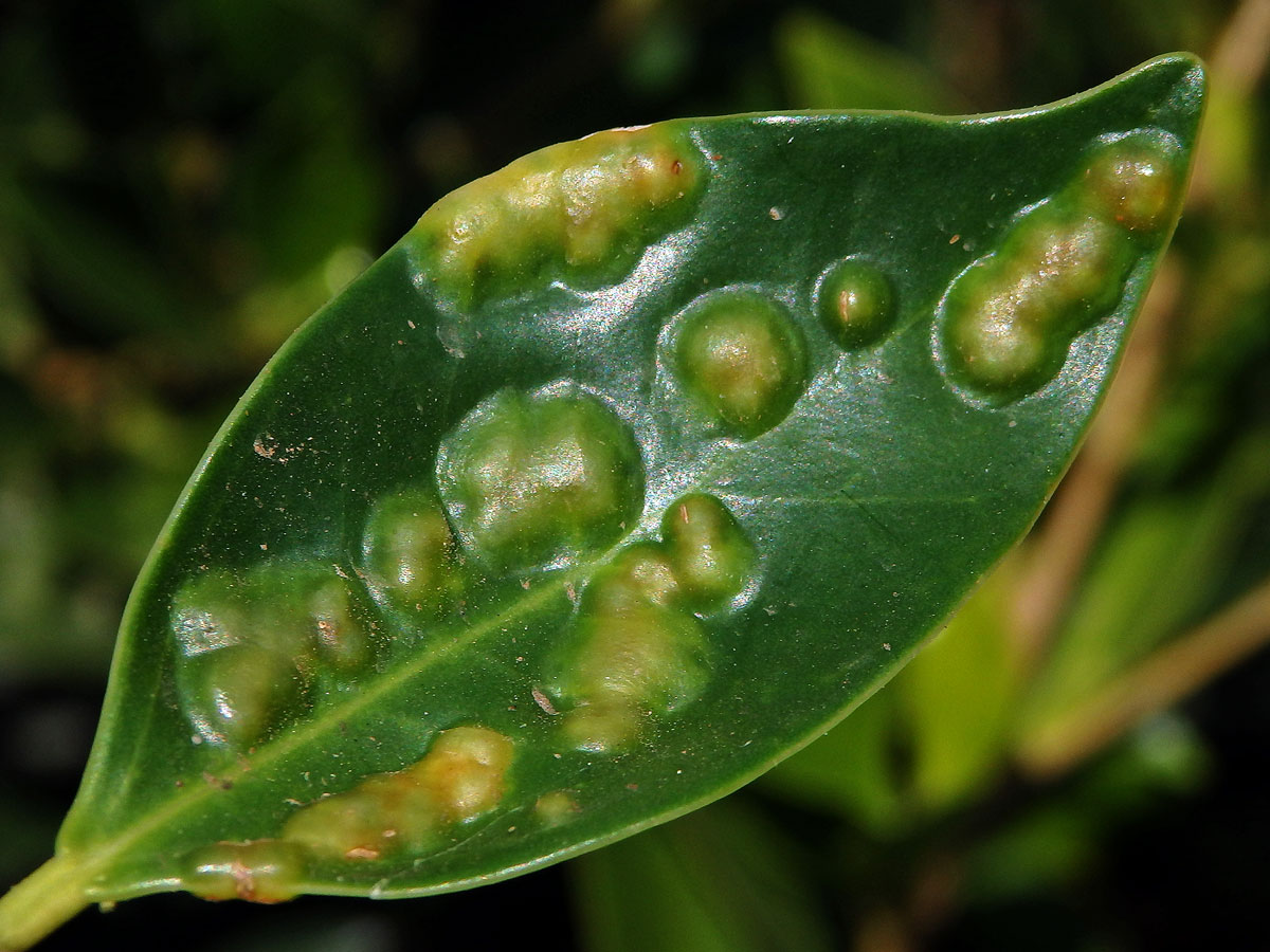 Hálky blanokřídlé Josephiella microcarpae na fíkovníku maloplodém (Ficus microcarpa L. f.)