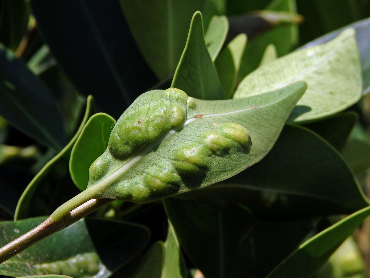 Hálky blanokřídlé Josephiella microcarpae na fíkovníku maloplodém (Ficus microcarpa L. f.)