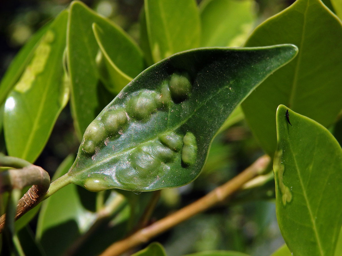 Hálky blanokřídlé Josephiella microcarpae na fíkovníku maloplodém (Ficus microcarpa L. f.)