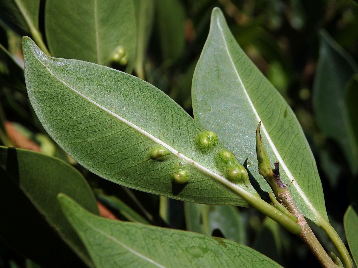 Hálky blanokřídlé Josephiella microcarpae na fíkovníku maloplodém (Ficus microcarpa L. f.)