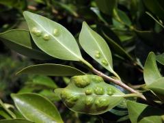 Hálky blanokřídlé Josephiella microcarpae na fíkovníku maloplodém (Ficus microcarpa L. f.)