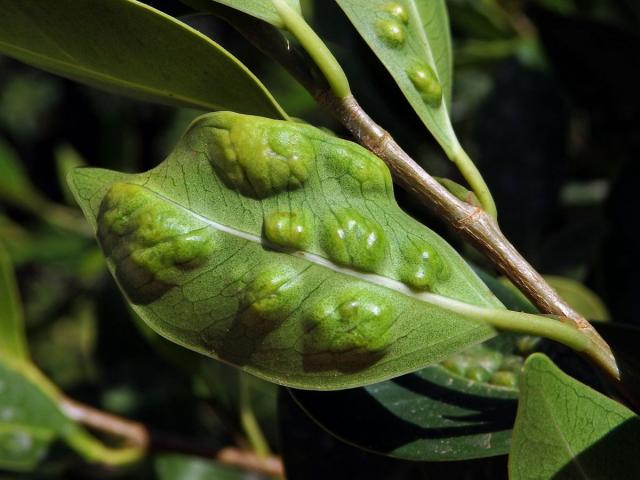 Hálky blanokřídlé Josephiella microcarpae na fíkovníku maloplodém (Ficus microcarpa L. f.)