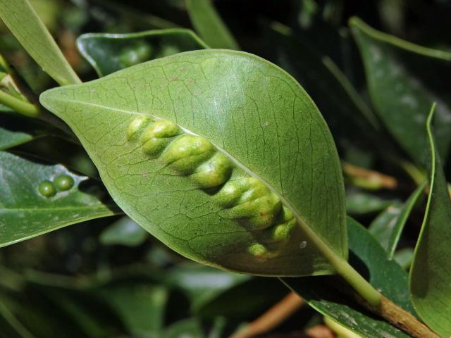 Hálky blanokřídlé Josephiella microcarpae na fíkovníku maloplodém (Ficus microcarpa L. f.)