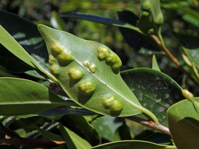 Hálky blanokřídlé Josephiella microcarpae na fíkovníku maloplodém (Ficus microcarpa L. f.)