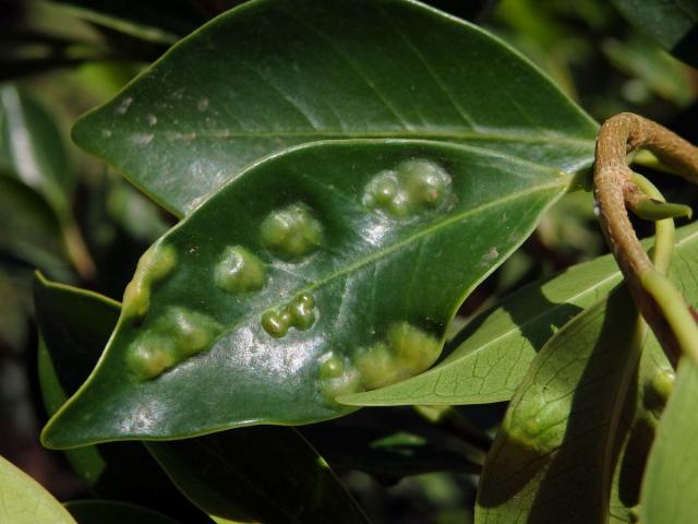 Hálky blanokřídlé Josephiella microcarpae na fíkovníku maloplodém (Ficus microcarpa L. f.)