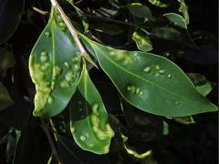 Hálky blanokřídlé Josephiella microcarpae na fíkovníku maloplodém (Ficus microcarpa L. f.)