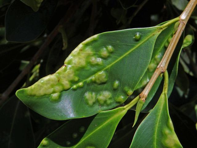 Hálky blanokřídlé Josephiella microcarpae na fíkovníku maloplodém (Ficus microcarpa L. f.)