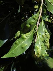 Hálky blanokřídlé Josephiella microcarpae na fíkovníku maloplodém (Ficus microcarpa L. f.)