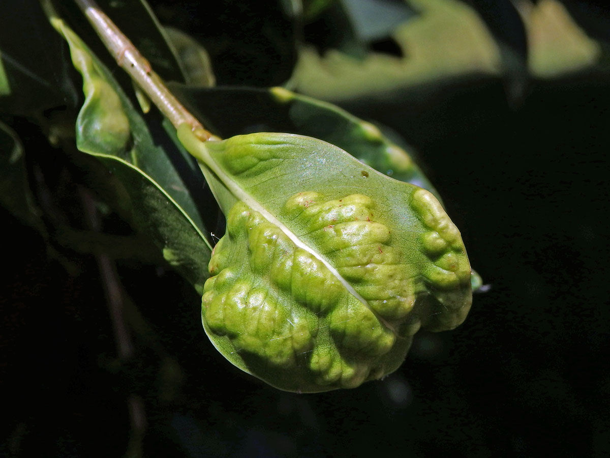 Hálky blanokřídlé Josephiella microcarpae na fíkovníku maloplodém (Ficus microcarpa L. f.)