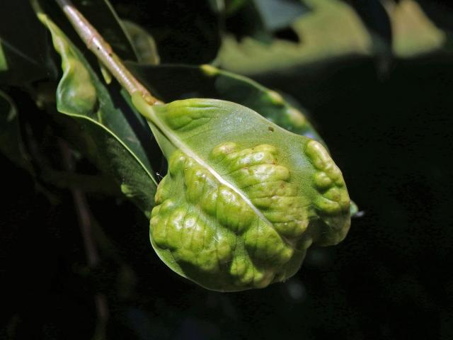 Hálky blanokřídlé Josephiella microcarpae na fíkovníku maloplodém (Ficus microcarpa L. f.)