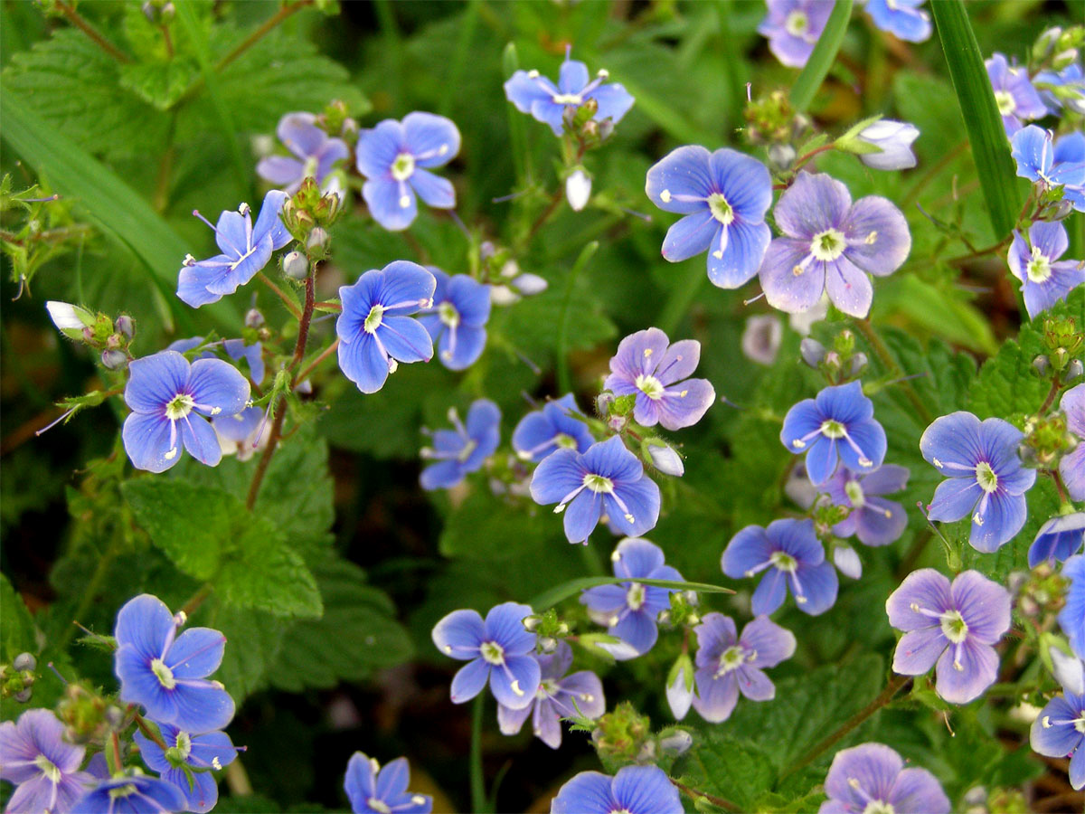 Rozrazil rezekvítek (Veronica chamaedrys L.)