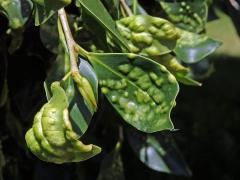 Hálky blanokřídlé Josephiella microcarpae na fíkovníku maloplodém (Ficus microcarpa L. f.)