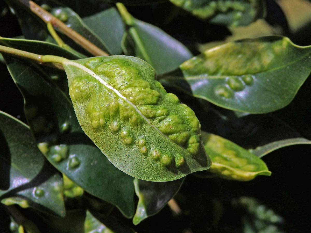 Hálky blanokřídlé Josephiella microcarpae na fíkovníku maloplodém (Ficus microcarpa L. f.)