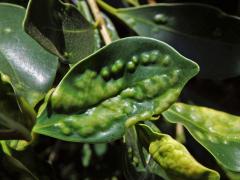 Hálky blanokřídlé Josephiella microcarpae na fíkovníku maloplodém (Ficus microcarpa L. f.)