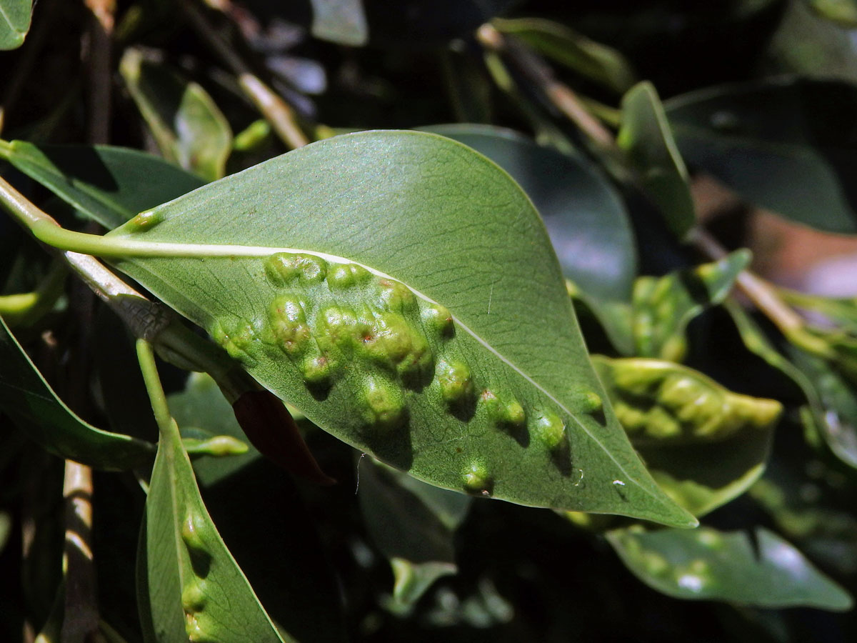 Hálky blanokřídlé Josephiella microcarpae na fíkovníku maloplodém (Ficus microcarpa L. f.)