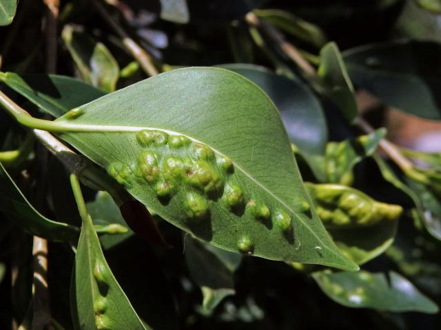 Hálky blanokřídlé Josephiella microcarpae na fíkovníku maloplodém (Ficus microcarpa L. f.)