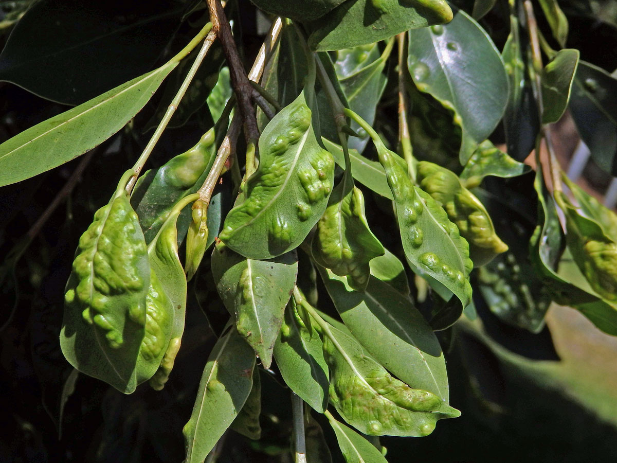 Hálky blanokřídlé Josephiella microcarpae na fíkovníku maloplodém (Ficus microcarpa L. f.)