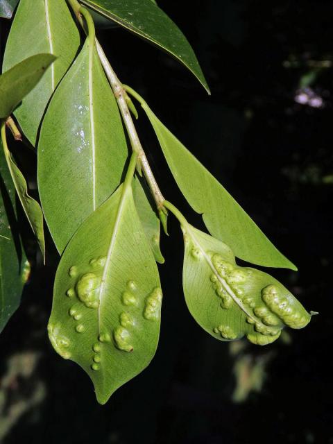 Hálky blanokřídlé Josephiella microcarpae na fíkovníku maloplodém (Ficus microcarpa L. f.)