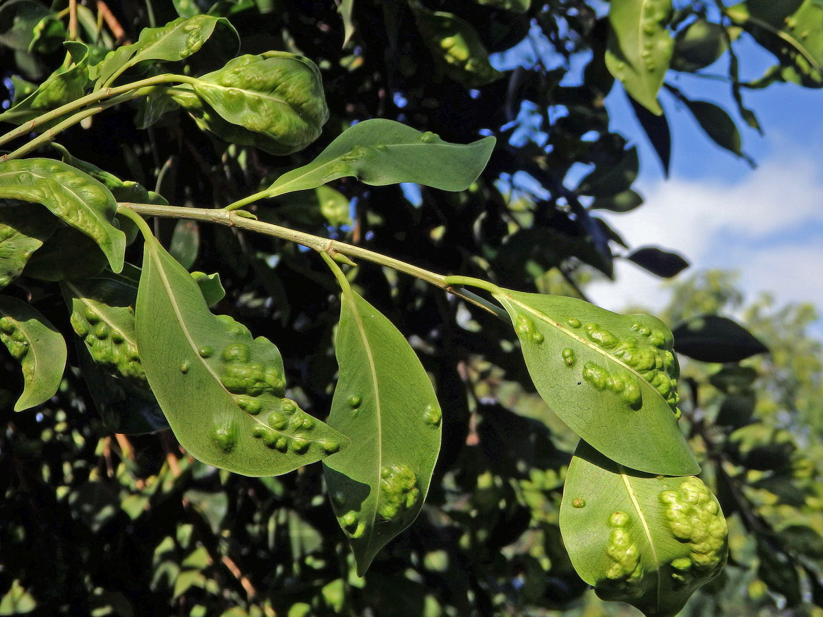 Hálky blanokřídlé Josephiella microcarpae na fíkovníku maloplodém (Ficus microcarpa L. f.)