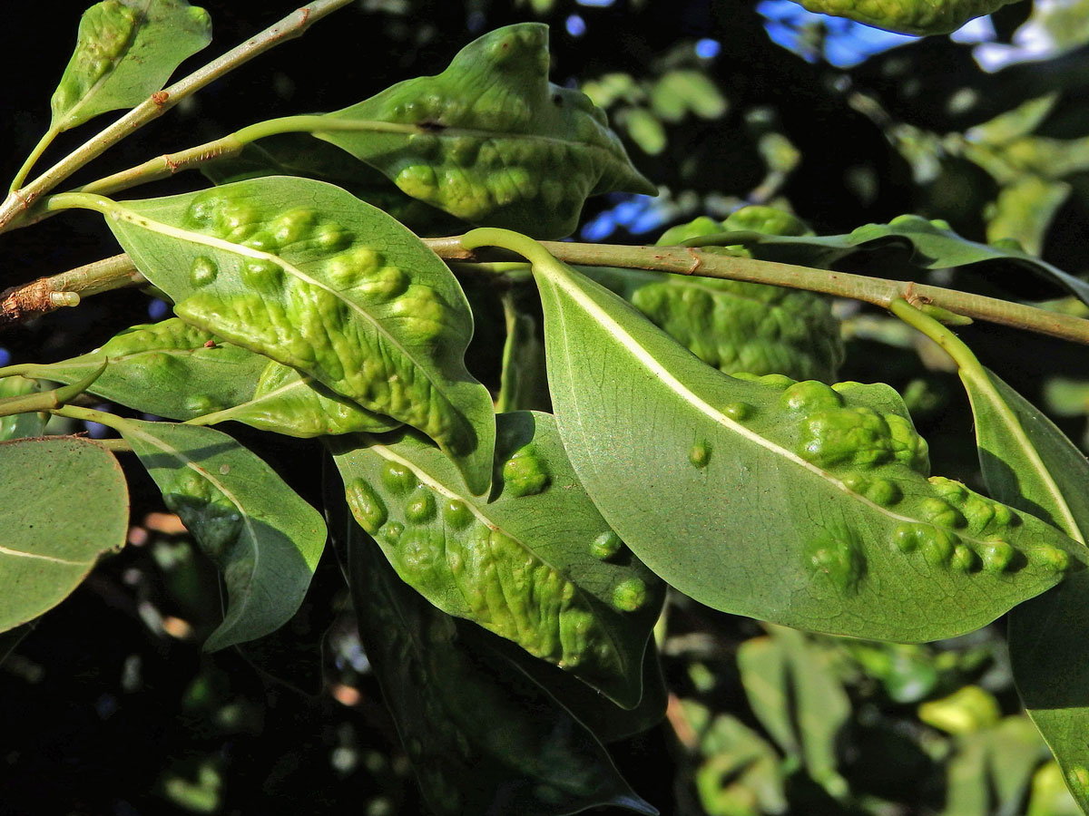 Hálky blanokřídlé Josephiella microcarpae na fíkovníku maloplodém (Ficus microcarpa L. f.)