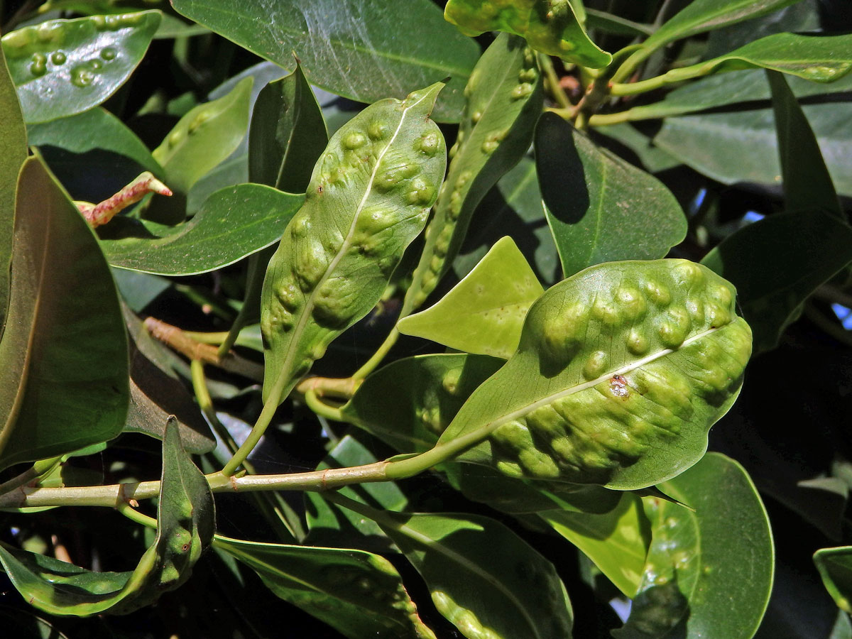 Hálky blanokřídlé Josephiella microcarpae na fíkovníku maloplodém (Ficus microcarpa L. f.)