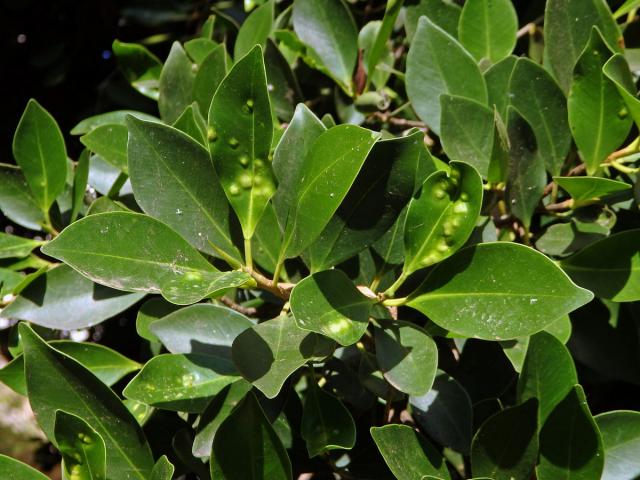 Hálky blanokřídlé Josephiella microcarpae na fíkovníku maloplodém (Ficus microcarpa L. f.)