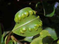 Hálky blanokřídlé Josephiella microcarpae na fíkovníku maloplodém (Ficus microcarpa L. f.)