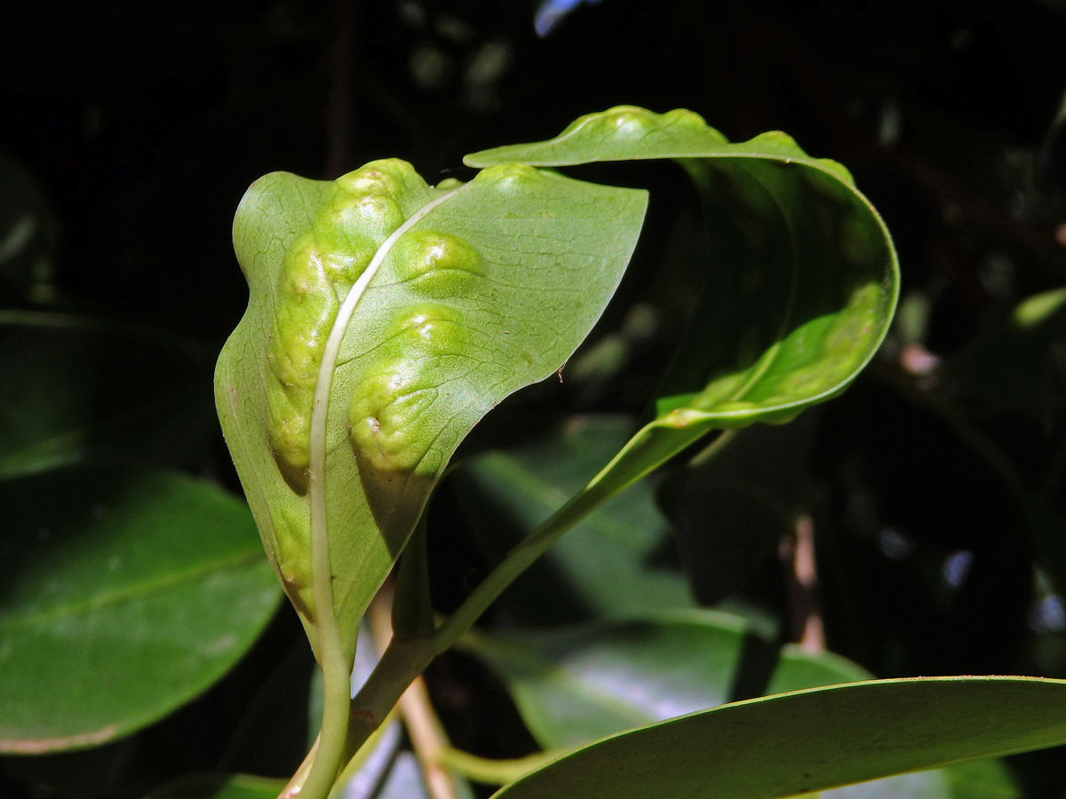 Hálky blanokřídlé Josephiella microcarpae na fíkovníku maloplodém (Ficus microcarpa L. f.)