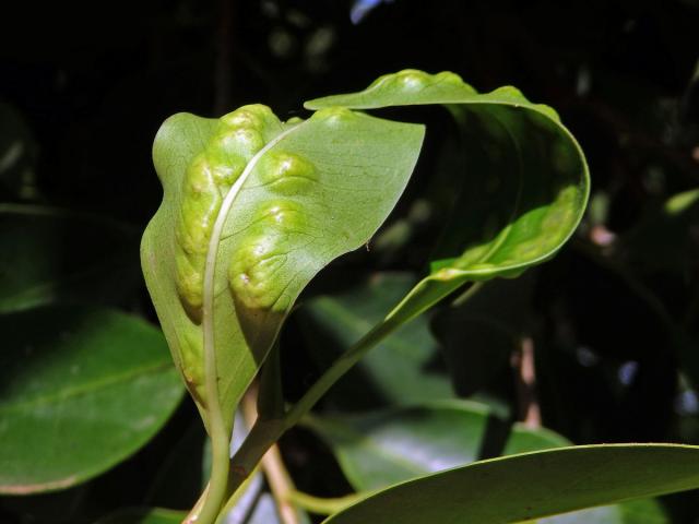 Hálky blanokřídlé Josephiella microcarpae na fíkovníku maloplodém (Ficus microcarpa L. f.)