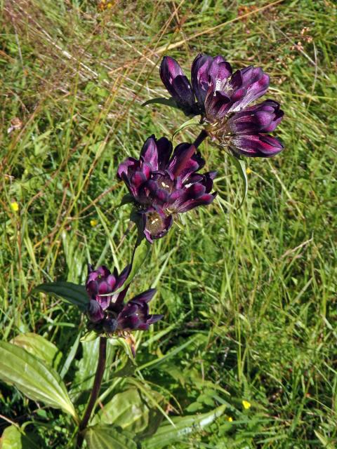 Hořec panonský (Gentiana pannonica Scop.)