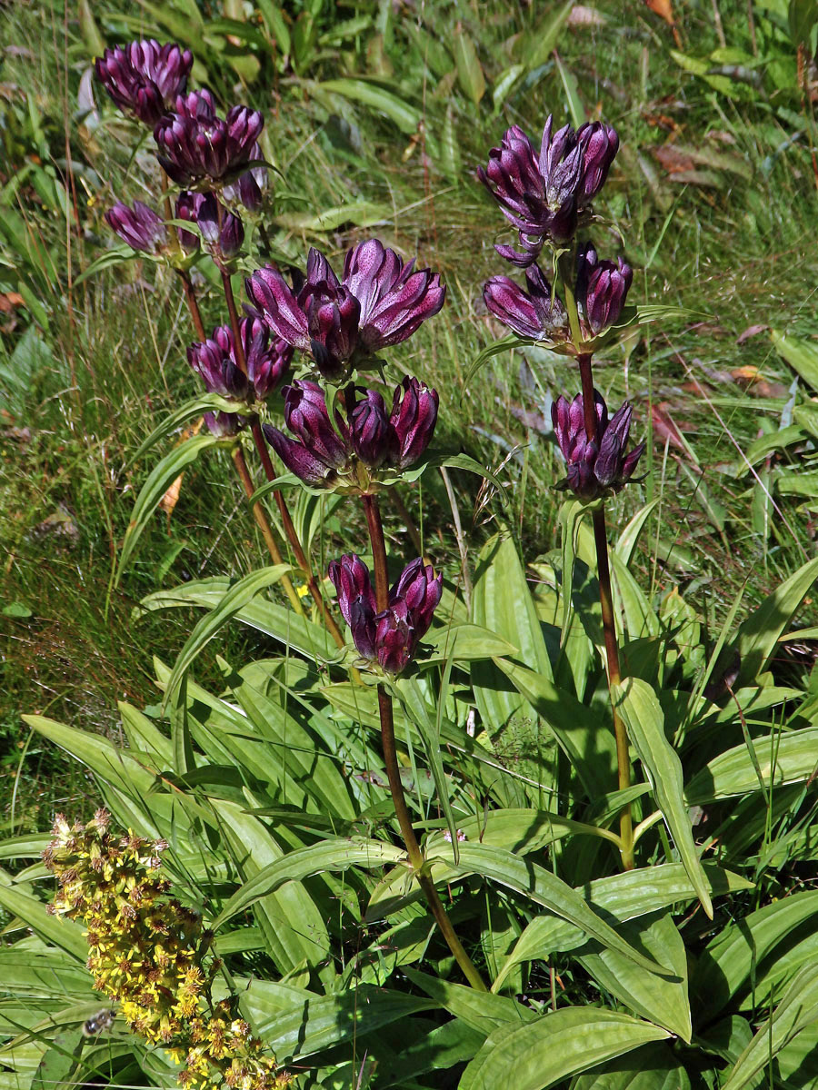 Hořec panonský (Gentiana pannonica Scop.)