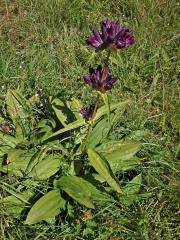 Hořec panonský (Gentiana pannonica Scop.)