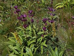 Hořec panonský (Gentiana pannonica Scop.)