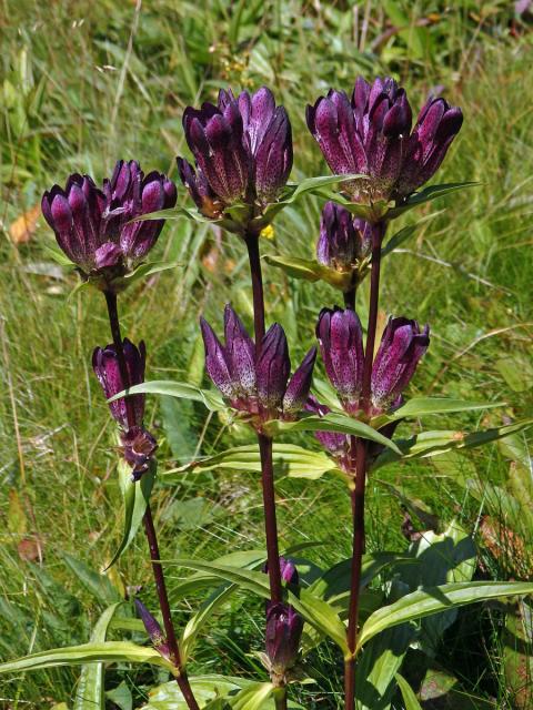 Hořec panonský (Gentiana pannonica Scop.)