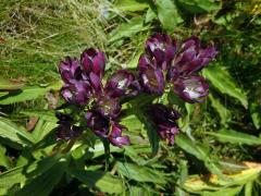 Hořec panonský (Gentiana pannonica Scop.)