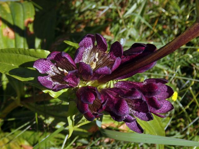 Hořec panonský (Gentiana pannonica Scop.)