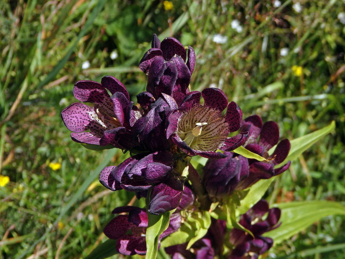 Hořec panonský (Gentiana pannonica Scop.)