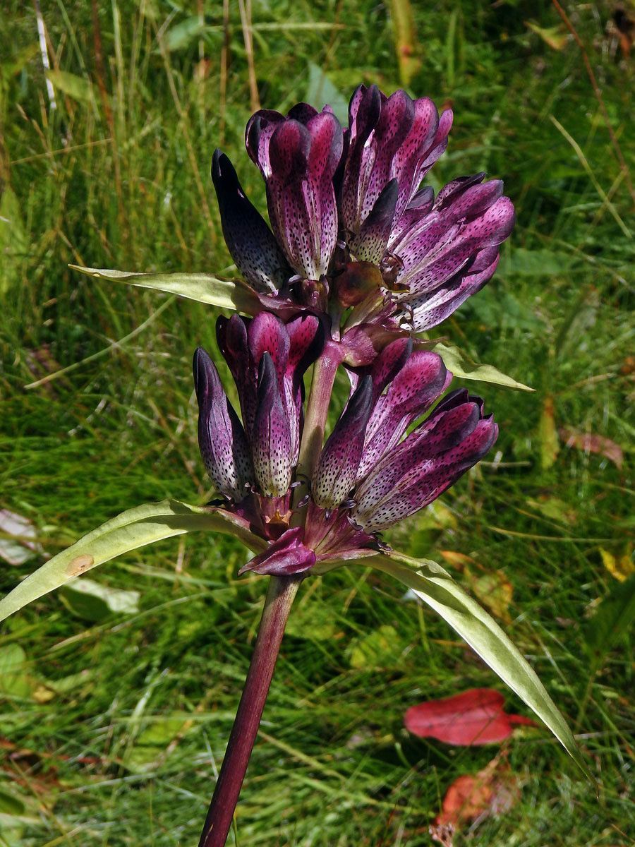 Hořec panonský (Gentiana pannonica Scop.)