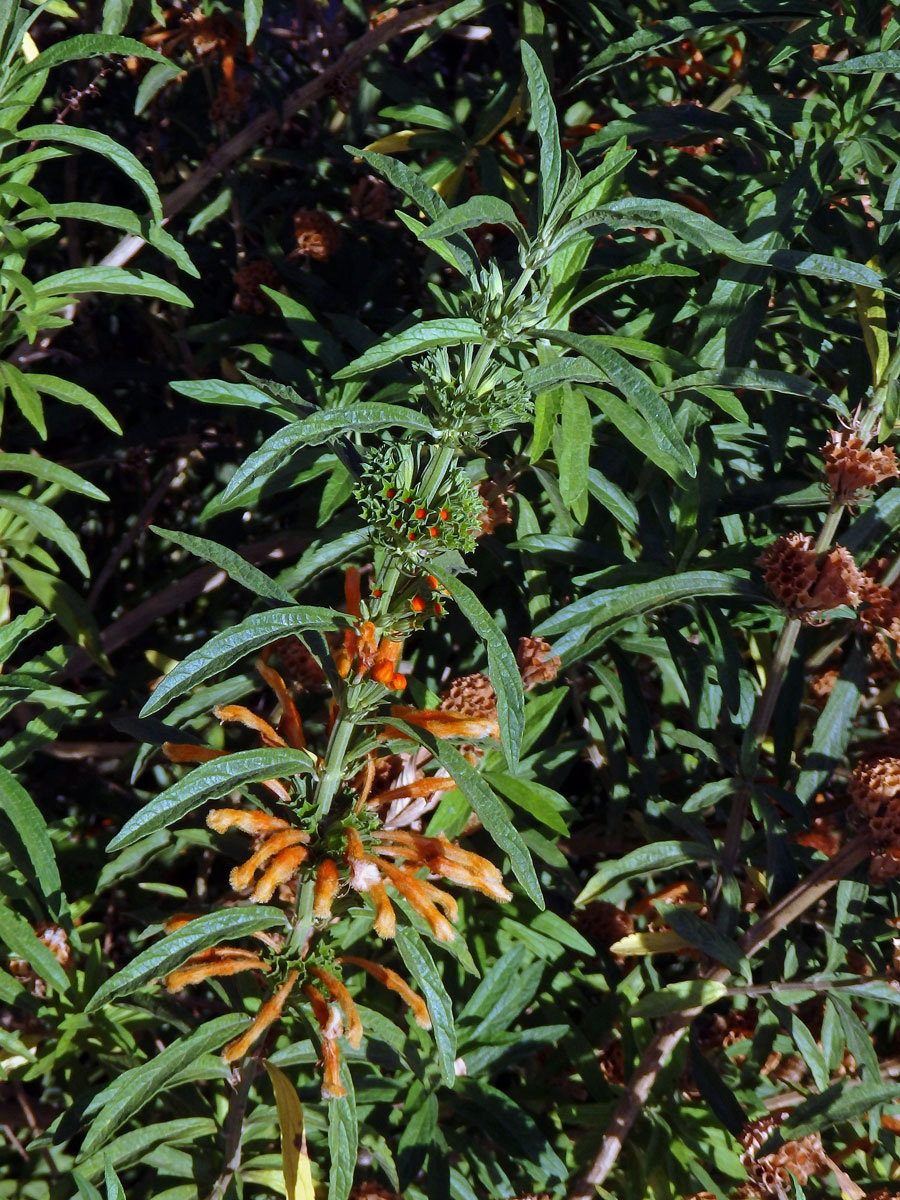 Leonotis leonurus (L.) R. Br. ex Ait. f.