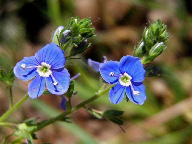 Rozrazil rezekvítek (Veronica chamaedrys L.)