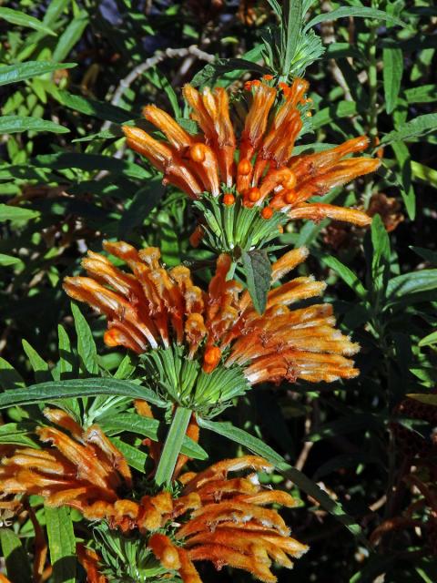 Leonotis leonurus (L.) R. Br. ex Ait. f.