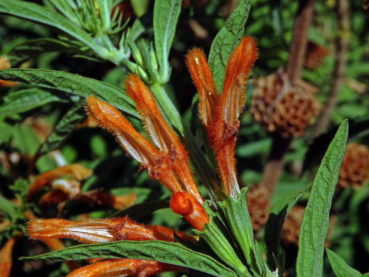 Leonotis leonurus (L.) R. Br. ex Ait. f.