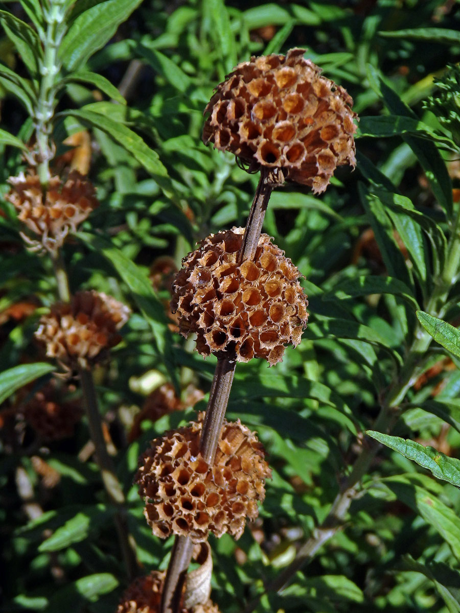 Leonotis leonurus (L.) R. Br. ex Ait. f.