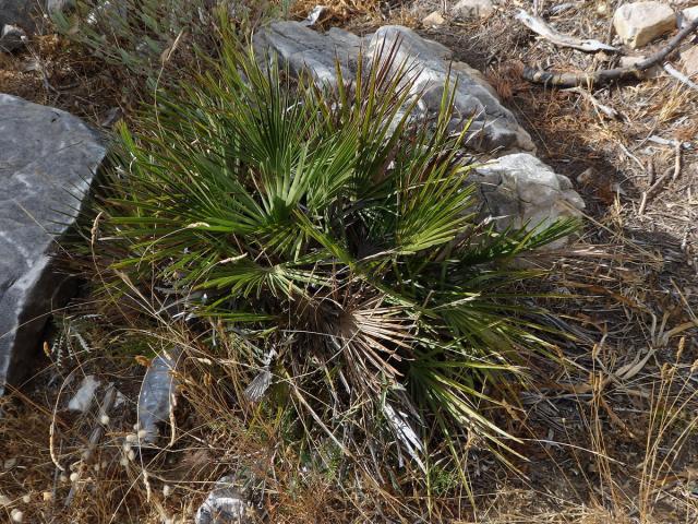 Žumara nízká (Chamaerops humilis L.)